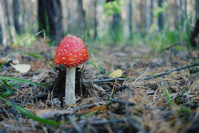 Close-up of fly agaric mushroom on field