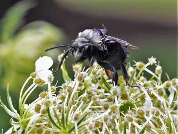 Close-up of insect on flower