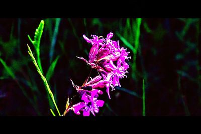 Close-up of pink flowers