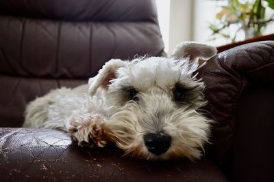 Close up of a mature schnauzer dog relaxing on an armchair in a room.