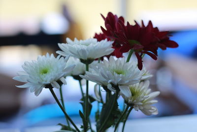 Close-up of white flowering plant