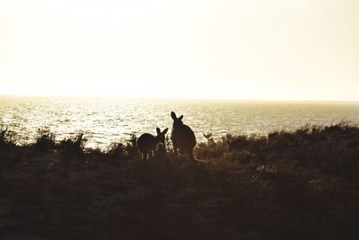 Horses in a sea