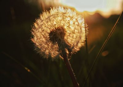 Close-up of dandelion flower