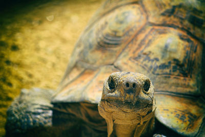 Close-up of tortoise