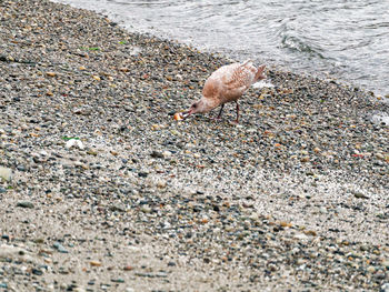 Seagulls on sand at beach