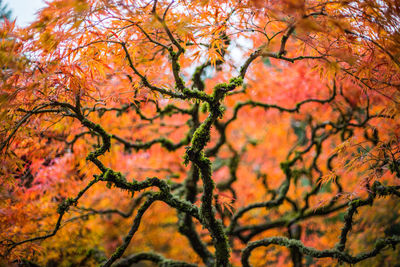 Low angle view of trees during autumn