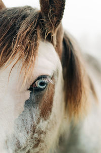 Close-up of young woman with eyes