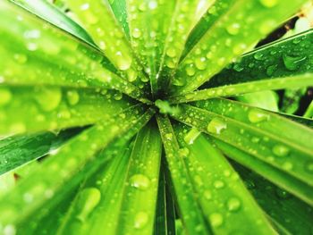Full frame shot of wet leaf