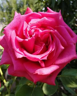 Close-up of pink rose blooming outdoors