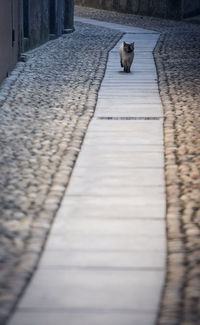 Cat walking on footpath