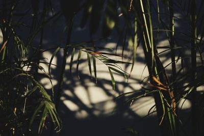 Close-up of plants growing on field