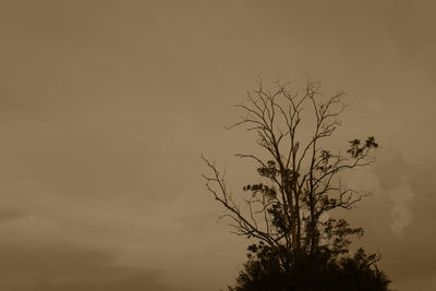 Low angle view of silhouette tree against sky during sunset