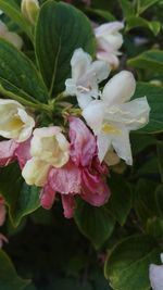 Close-up of fresh pink flowers