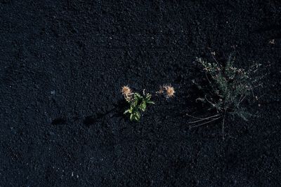 High angle view of small plant on land