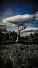 View of tree on landscape against sky