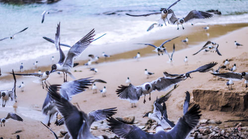 Seagulls flying over water