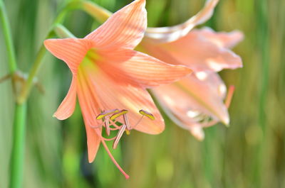 Close-up of pink lily