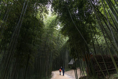 Rear view of couple walking in bamboo grove