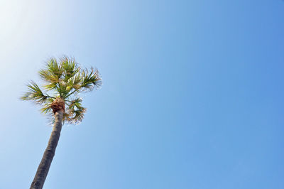 Low angle view of palm tree against clear blue sky