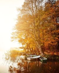 Scenic view of lake by trees during autumn