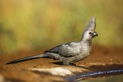 Close-up of bird perching