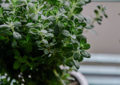 Close-up of potted plant