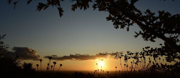 Silhouette trees against sky during sunset