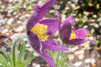 Close-up of purple flowering plant on field