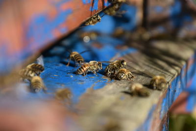 Close-up of bees on wood