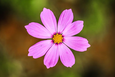 Close-up of pink flower