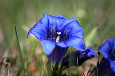 Close-up of purple iris flower on field