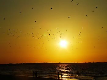 Birds flying over sea during sunset