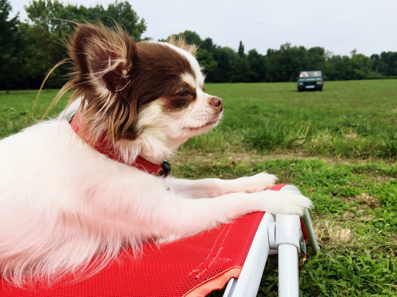 domestic animals, one animal, grass, animal themes, dog, pets, field, mammal, one person, grassy, close-up, outdoors, animal hair, day, sky, sitting, sunlight, landscape, nature, rear view