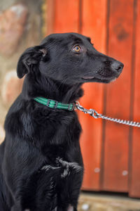 Close-up of a dog looking away