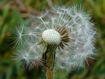 Close-up of wilted dandelion