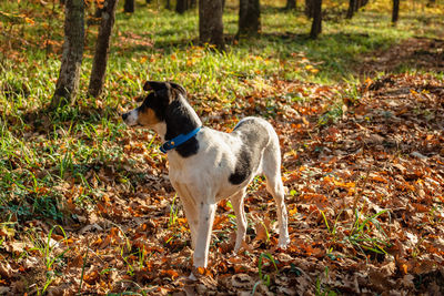 Dog standing on field during autumn