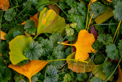 Close-up of orange leaf on plant