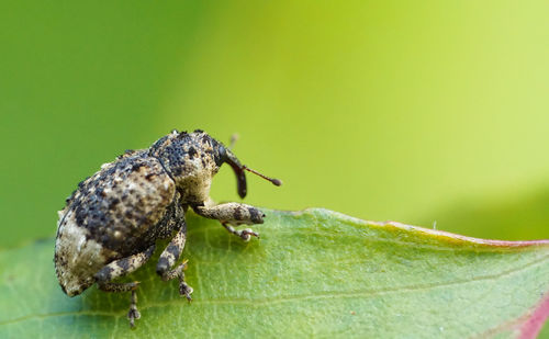 Close-up of insect