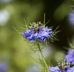 Close-up of purple flowering plant