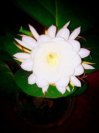 High angle view of flowers in vase