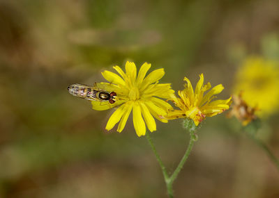 Close-up of insect on yellow flower