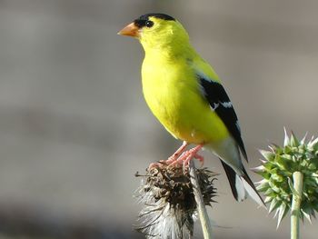 Bird perching on a plant