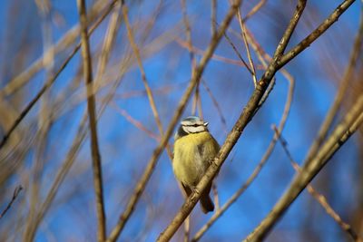 Low angle view of bird perching on branch against sky