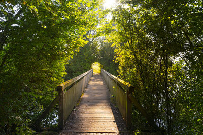 Wooden footbridge amidst trees in forest