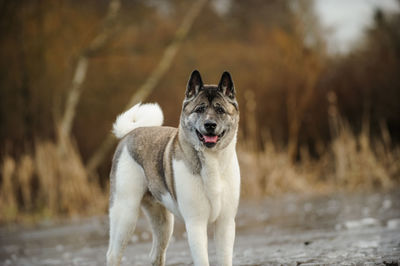 Portrait of dog on field