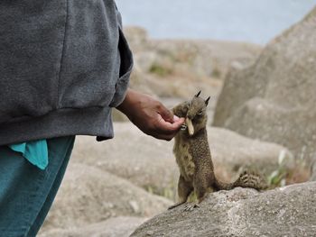 Close-up of man holding squirrel