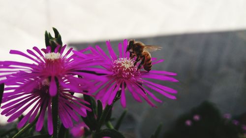 Close-up of honey bee on purple coneflower