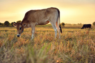 Cow grazing in a field