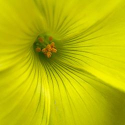 Macro shot of yellow flower