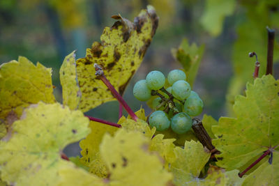 Close-up of grapes growing in vineyard